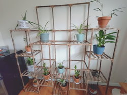 wooden shelves in a grid with a plant on each shelf