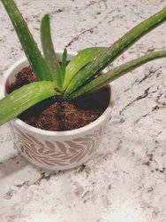 an aloe vera plant