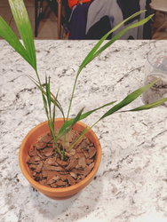 an areca palm