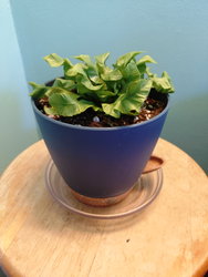 an green fern