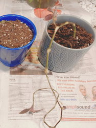 cuttings in pots