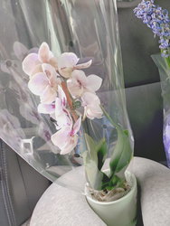 an orchid, an african violate, and a hyacinth