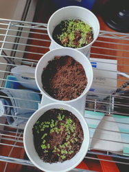 herbs in tin pails