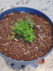 lemon balm seedlings in a wicking pot