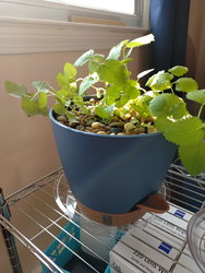 lemon balm seedlings in a wicking pot