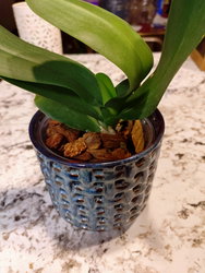 an orchid