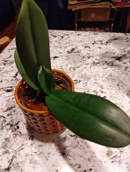 an orchid