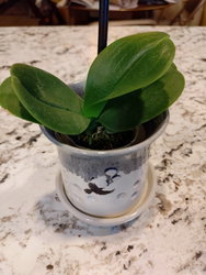 an orchid