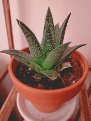 an ox-tongue plant
