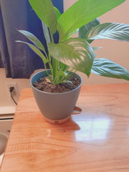 a peace lily