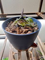 a purple heart plant in a blue pot