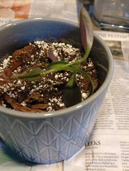 a purple heart plant in a blue pot