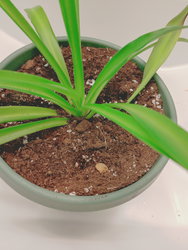 a spider plant