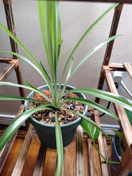 a spider plant
