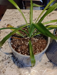 a spider plant