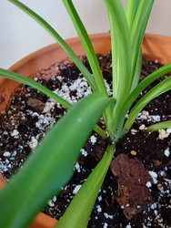 a spider plant