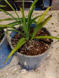 a spider plant