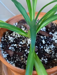 a spider plant