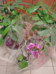two money trees and an orchid in pots