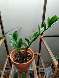a zz plant