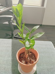 a zz plant