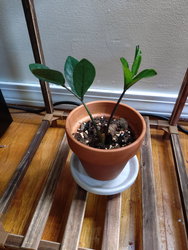 a zz plant