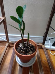 a zz plant